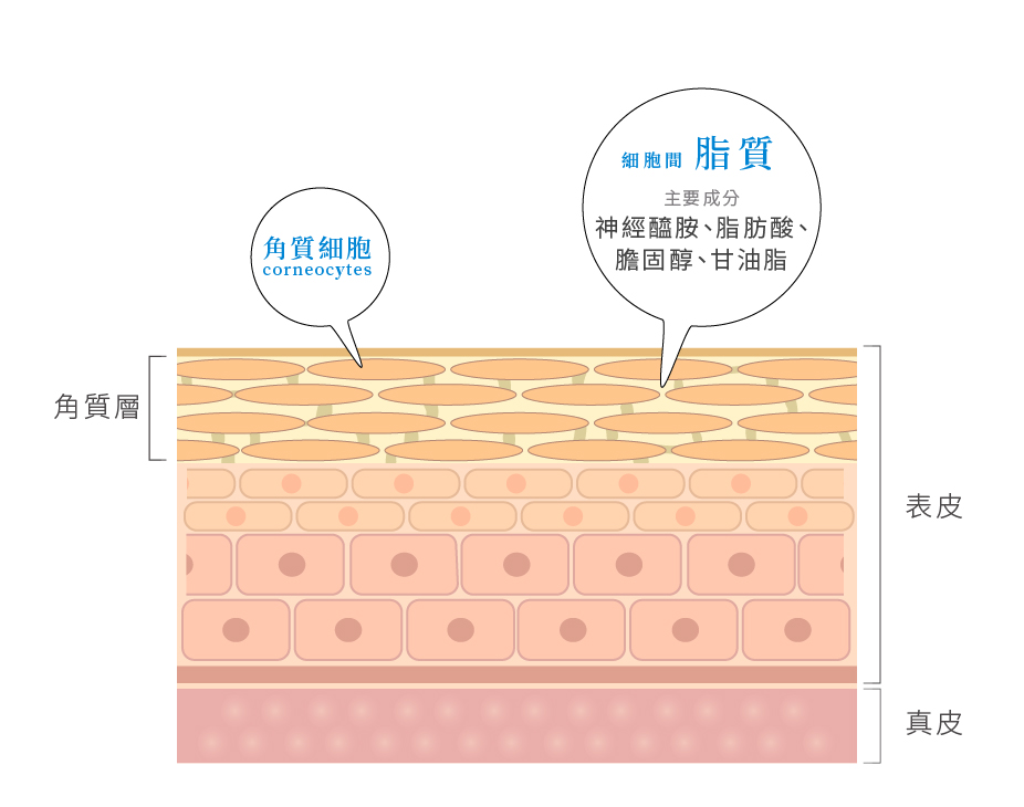 神經醯胺(Ceramide)