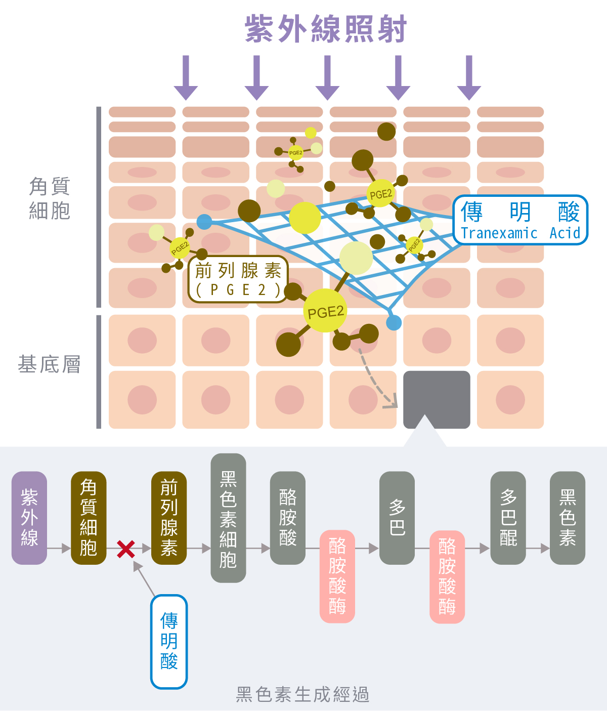傳明酸公式