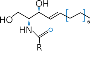 神經醯胺(Ceramide)