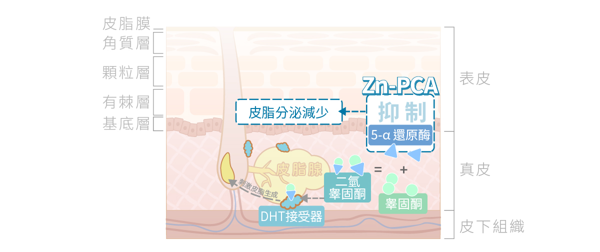 兼具抗菌與控油的Zn-PCA