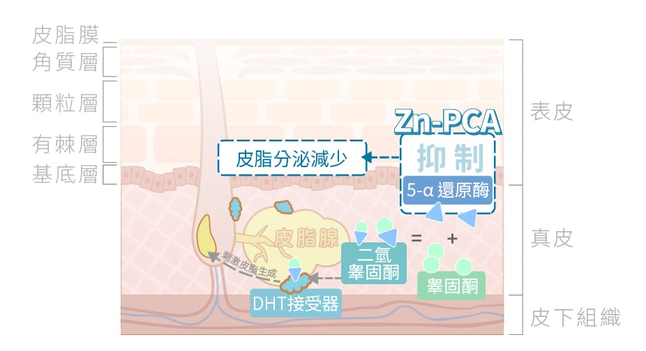 兼具抗菌與控油的Zn-PCA